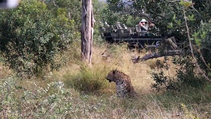 2 LEOPARDS, A GOWRIE Male and 100 ELEPHANTS.