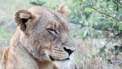 2 LION PRIDES, A LEOPARD AND HYENAS