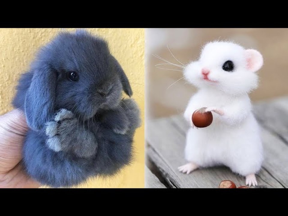 Cute baby animals Videos Compilation cute moment of the animals #10 | HaHa  Animals - video Dailymotion