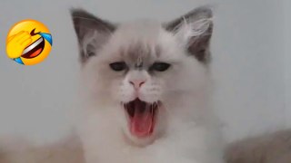MOST FUNNIEST CAT VIDEOS OF THE MONTH | HaHa Animals