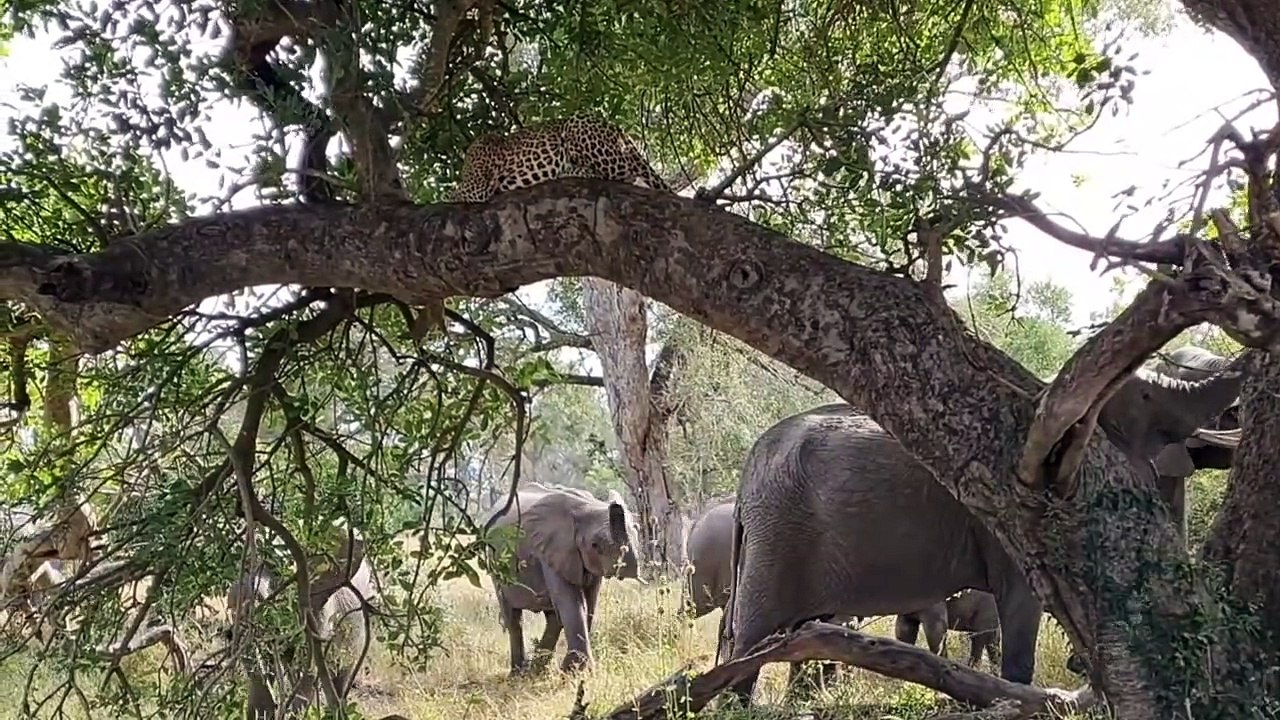 A BIG SNAKE, CHEETAHS run from LIONESS with CUBS, ELEPHANTS walk under LEOPARD.