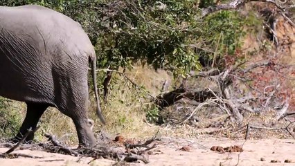 A day with SABLE, CHEETAHS and LIONS