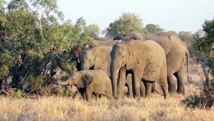 A Safari with LIONS, ELEPHANTS and BUFFALOES