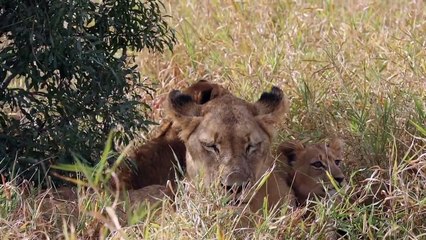 AMAZING SAFARI SIGHTINGS