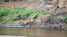 Beautiful sightings of LIONS and WILD DOGS in the Sand River
