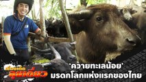 เรื่องเด็ดลุยเดี่ยว | ควายทะเลน้อย มรดกโลกแห่งแรกของไทย | ข่าวเที่ยงอมรินทร์ | 17 ม.ค.66