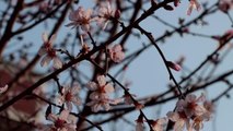 KIRKLARELİ - Sıcaklığın mevsim normallerinin üstünde olduğu Kırklareli'nde badem ağacı çiçek açtı