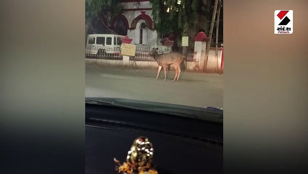જૂનાગઢ શહેરમાં સિંહ-દિપડા બાદ હવે સાબરના આંટાફે...