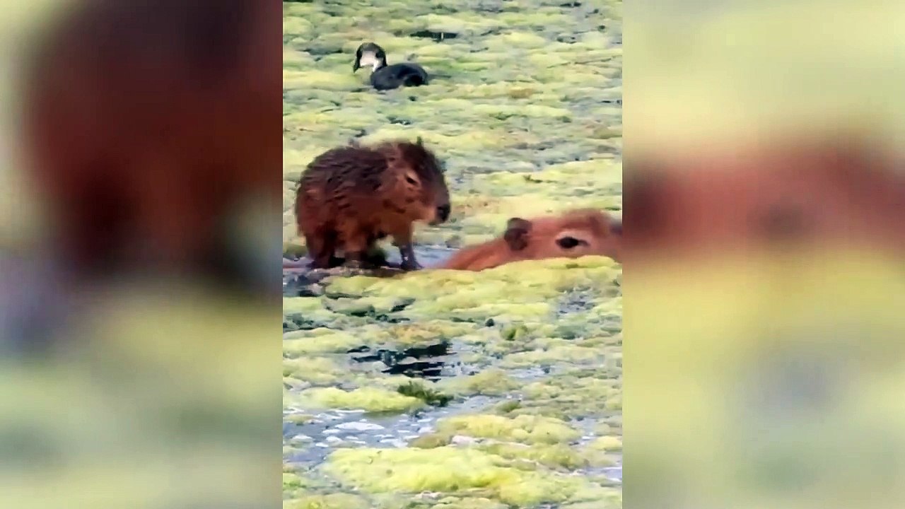 Hilarious video shows baby capybara gliding through a pond - by riding ...