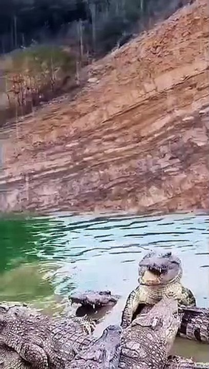 Animals of South America 4K   Scenic Wildlife Film With Calming Music 70(360P)