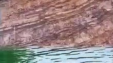 Animals of South America 4K   Scenic Wildlife Film With Calming Music 70(360P)