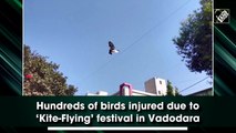 Hundreds of birds injured during kite festival in Vadodara