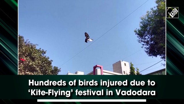 Hundreds of birds injured during kite festival in Vadodara