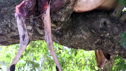 CARCASS LEADS US TO LION AND LEOPARD SIGHTINGS