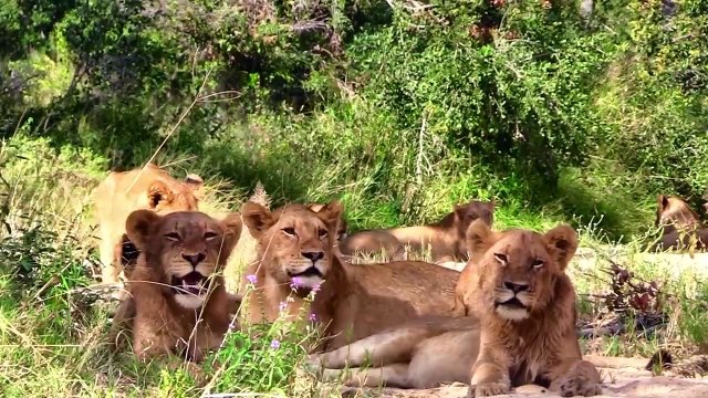 ELEPHANTS, GIRAFFES and the KAMBULA PRIDE returns.