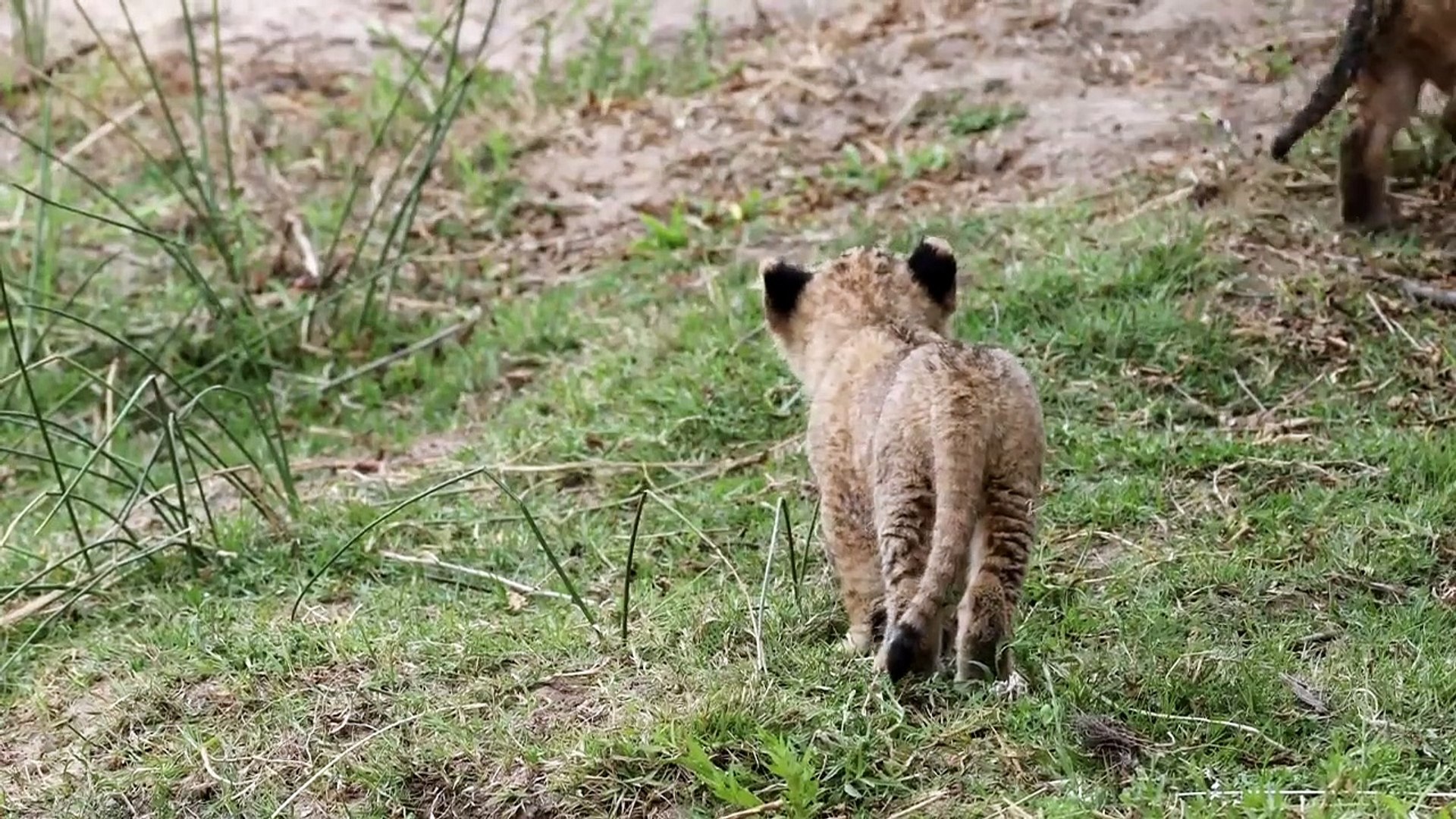 HYENAS mating and LION cubs.
