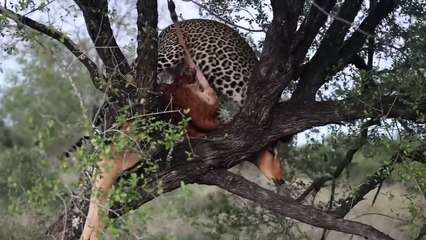 HYENAS try steal LEOPARD's kill out of tree!