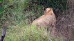 Interesting LION Behaviour, a LEOPARD and ELEPHANTS