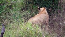 Interesting LION Behaviour, a LEOPARD and ELEPHANTS