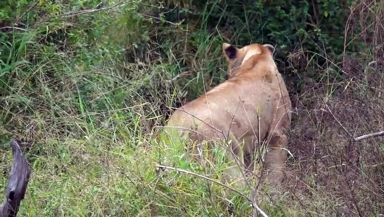 Interesting LION Behaviour, a LEOPARD and ELEPHANTS