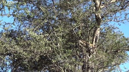 LEOPARD cub hunts MONKEY