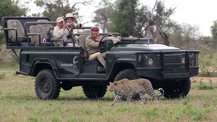 LEOPARD stalks FIGHTING IMPALA