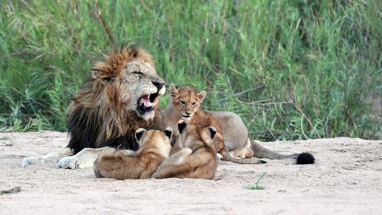 LION CUBS pester their FATHER