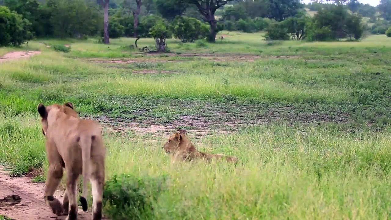 LION Feeding Frenzy