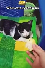 Funny Cats and Dogs ---- _ Funny Animal Videos _21(360P)