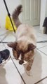 #Shorts el gato chocolate en posición de pollo rostizado es un felino muy bonito mi amigo peludo