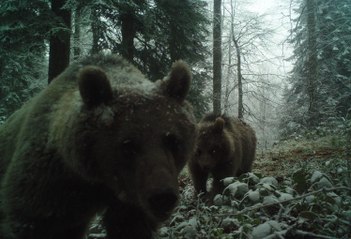 Havalar soğumadı, ayılar uyuyamadı