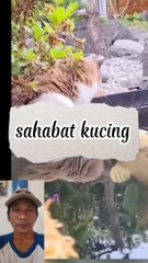 Sahabat kucing yg setia