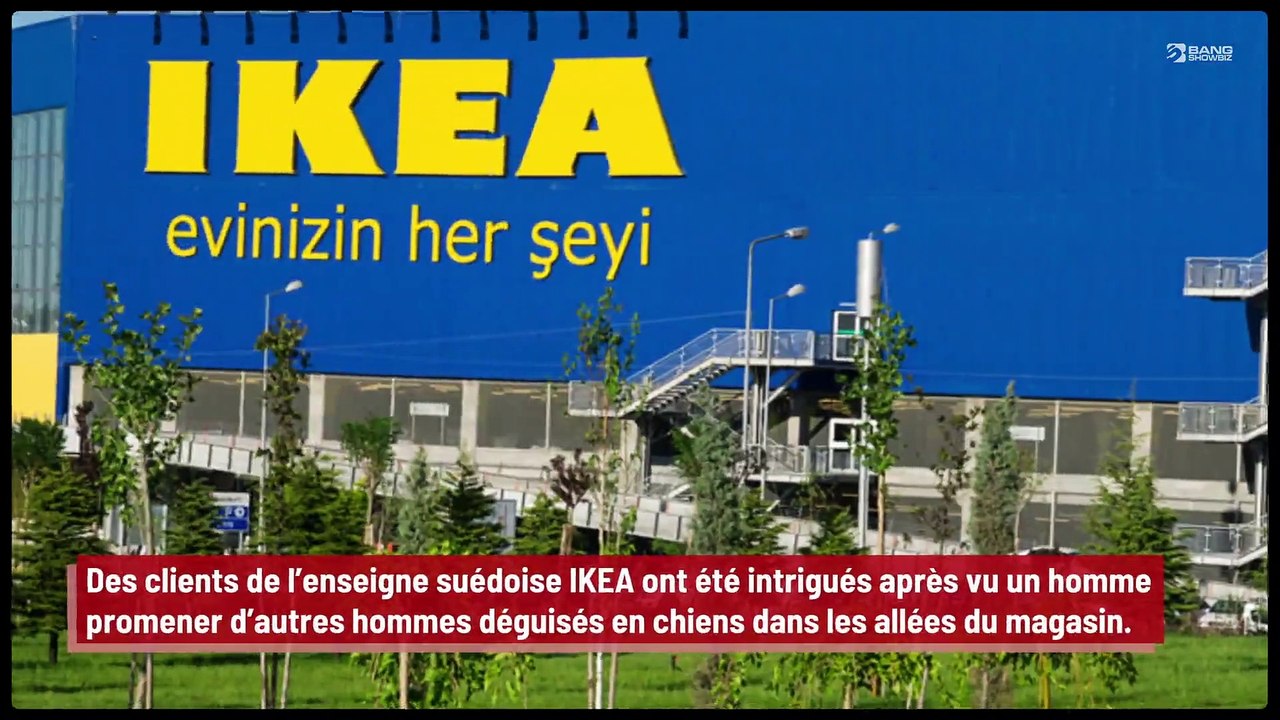 Un homme promène d’autres hommes déguisés en chiens dans un magasin IKEA !