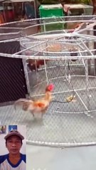 Melatih ayam jago