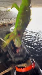 Hunting Iguanas in South Florida