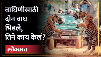वाघिणीसाठी जंगलात दोन वाघ भिडले, वाघीण मजा बघत होती | Tiger fight in jungle | Viral Video