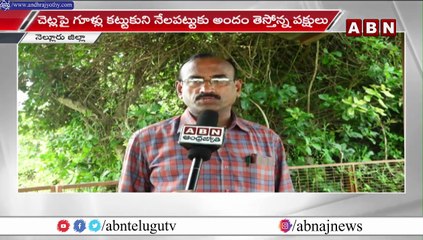 విదేశీ పక్షుల ప్రేమాయణ కేంద్రంగా నేలపట్టుకు పేరు __ Nellore Dist __ ABN Telugu