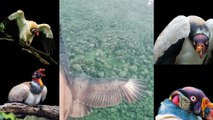 Flying with a vulture | flying with my vulture | flying vulture video | #vultures #flying