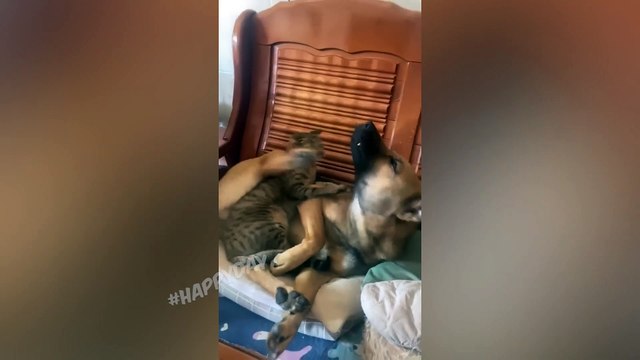 재미있는 고양이 2023 및 기타 동물 10 분의 웃음 재미있는 동물 2023 고양이와 함께하는 최고의 농담