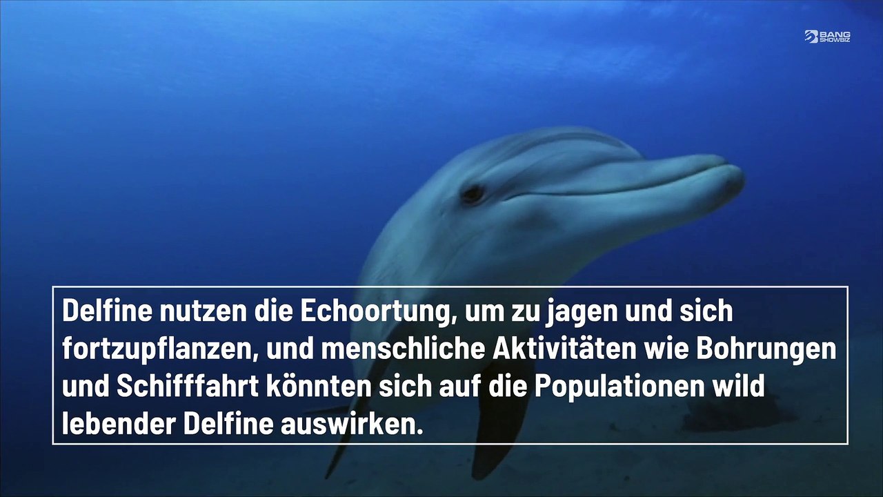 Delfine 'schreien' sich gegenseitig an, weil die Lärmbelastung zunimmt