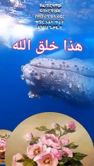 Allah's Creation 🌍