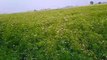 Cultivation of Coriander // Coriander farm in Indian village//village beauty