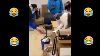 Baby Cats - Cute and Funny Cat Videos Compilation #3 #short #shorts #funny #funnycats #cats #meme #memes