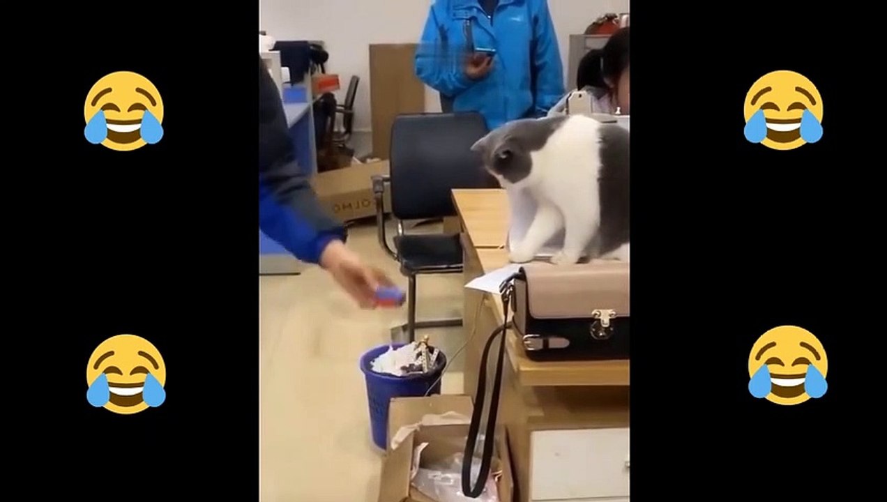 Baby Cats - Cute and Funny Cat Videos Compilation #3 #short #shorts #funny #funnycats #cats #meme #memes