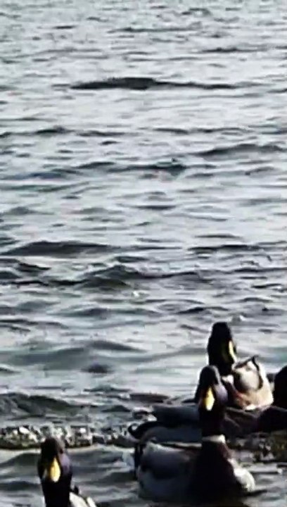Sounds of water and ducks with pictures for children/ kids بچوں کے لئے بطخوں کی آواز