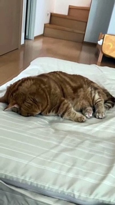 Crazy Cats Series pt. 8