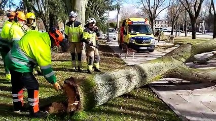 Consecuencias del temporal de viento en Burgos
