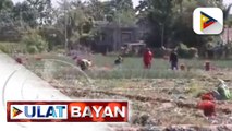 Department of Agriculture, tiniyak na hindi babaha ng imported na sibuyas sa merkado na ikinababahala ng mga magsasaka