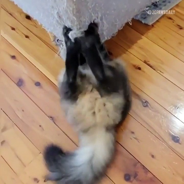 Crazy Cats Series pt. 16