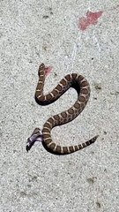 Rattlesnake bites it’s headless body #shorts #tiktok #trending #viral #shortvideo #video